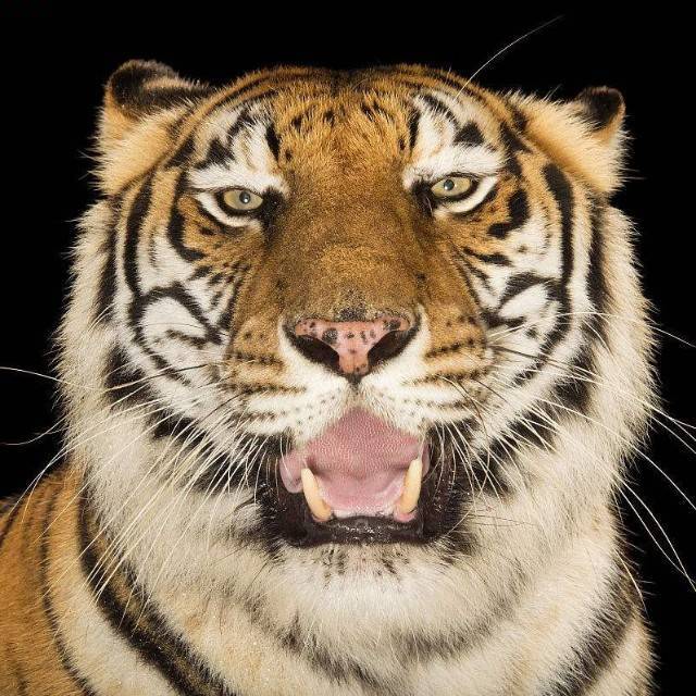 大型陆栖猛禽蛇鹫