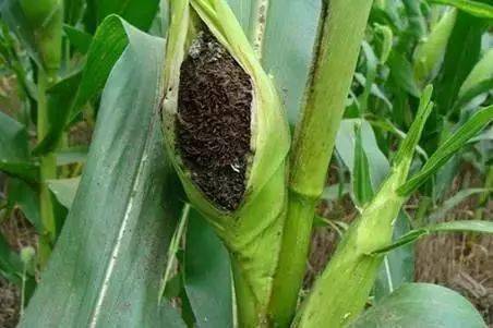 玉米十大常见病害高清图谱