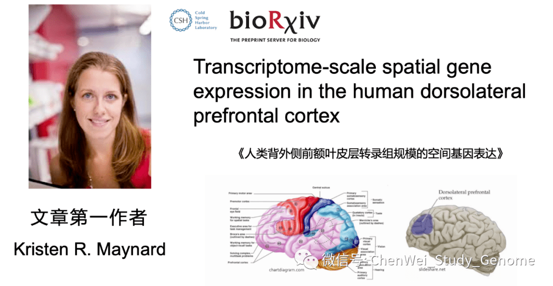tranome-scale spatial gene expression in the human dorsolateral