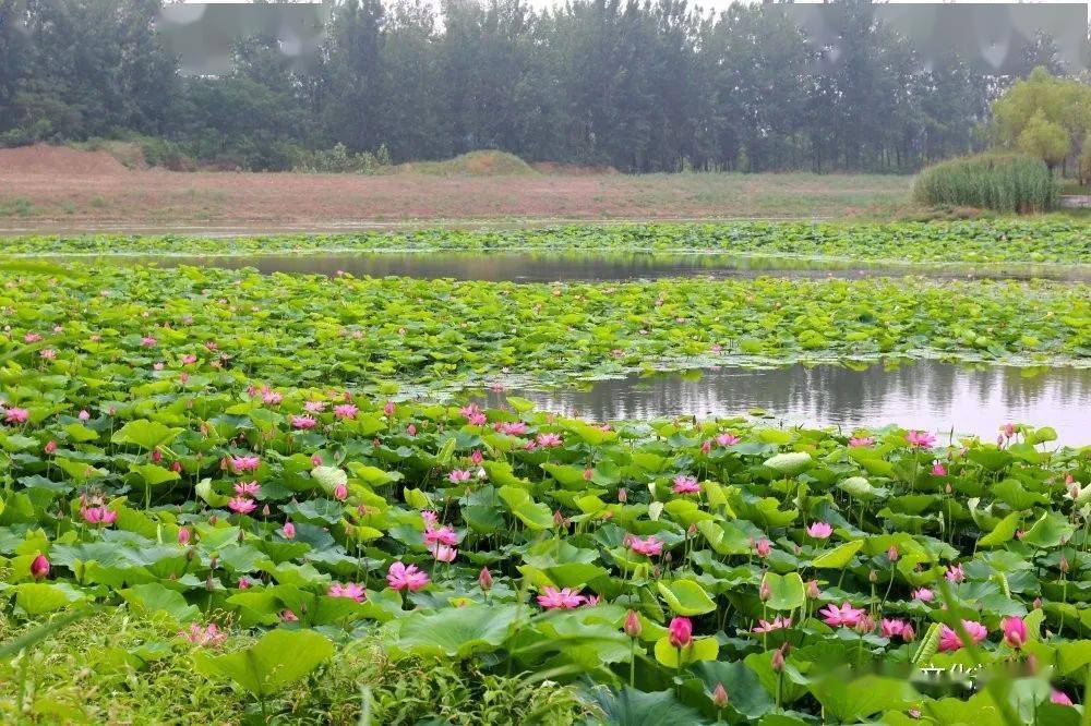 单县荷园公园惊艳了盛夏