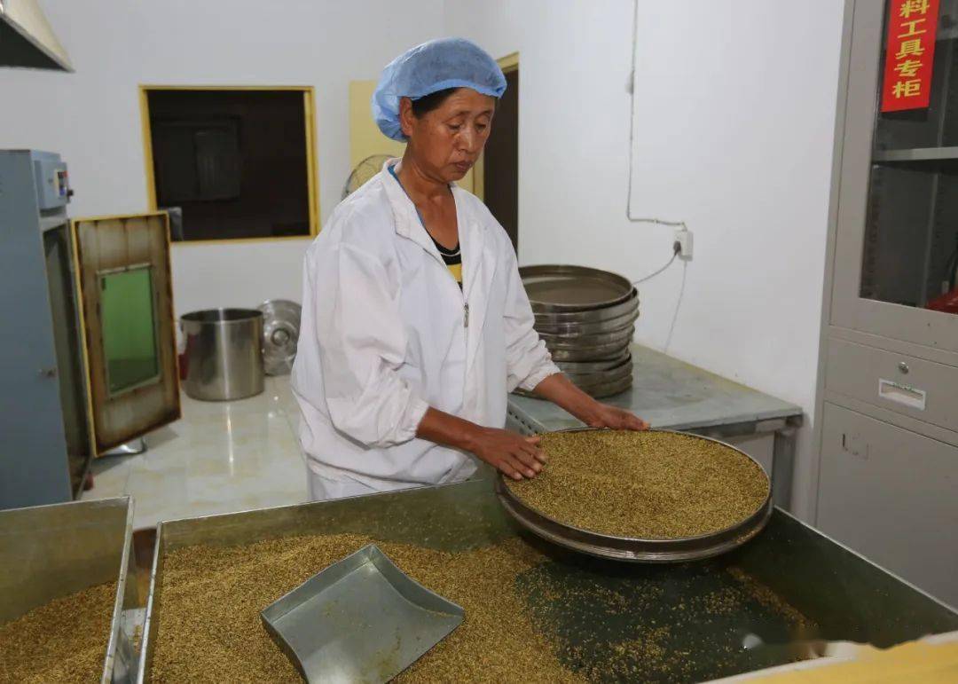 "晋槐香"茶走出山西畅销外省市场_双季槐