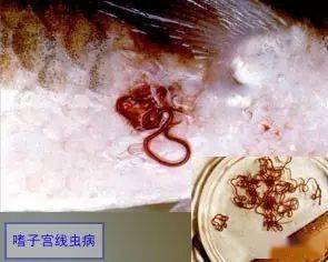 嗜子宫线虫则寄生在鲤,鳗鱼鳞片或鳔内.