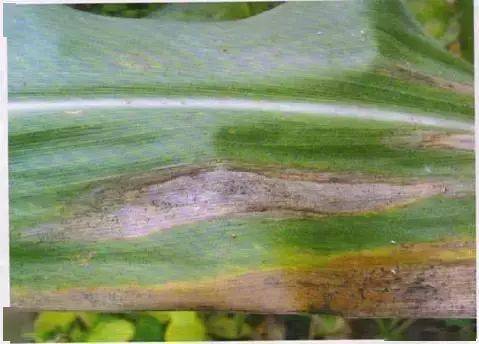 玉米十大常见病害高清图谱