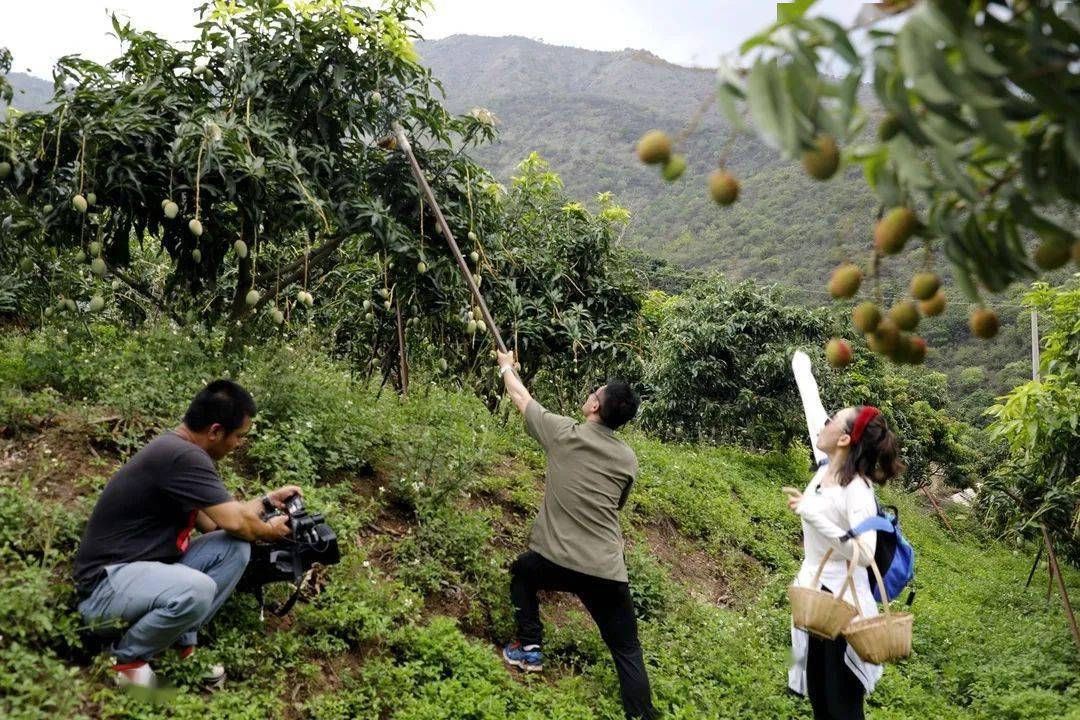 體驗採摘樂趣他們還去禾潤阿竜採摘園兩位主持人認識了更多的元江芒果