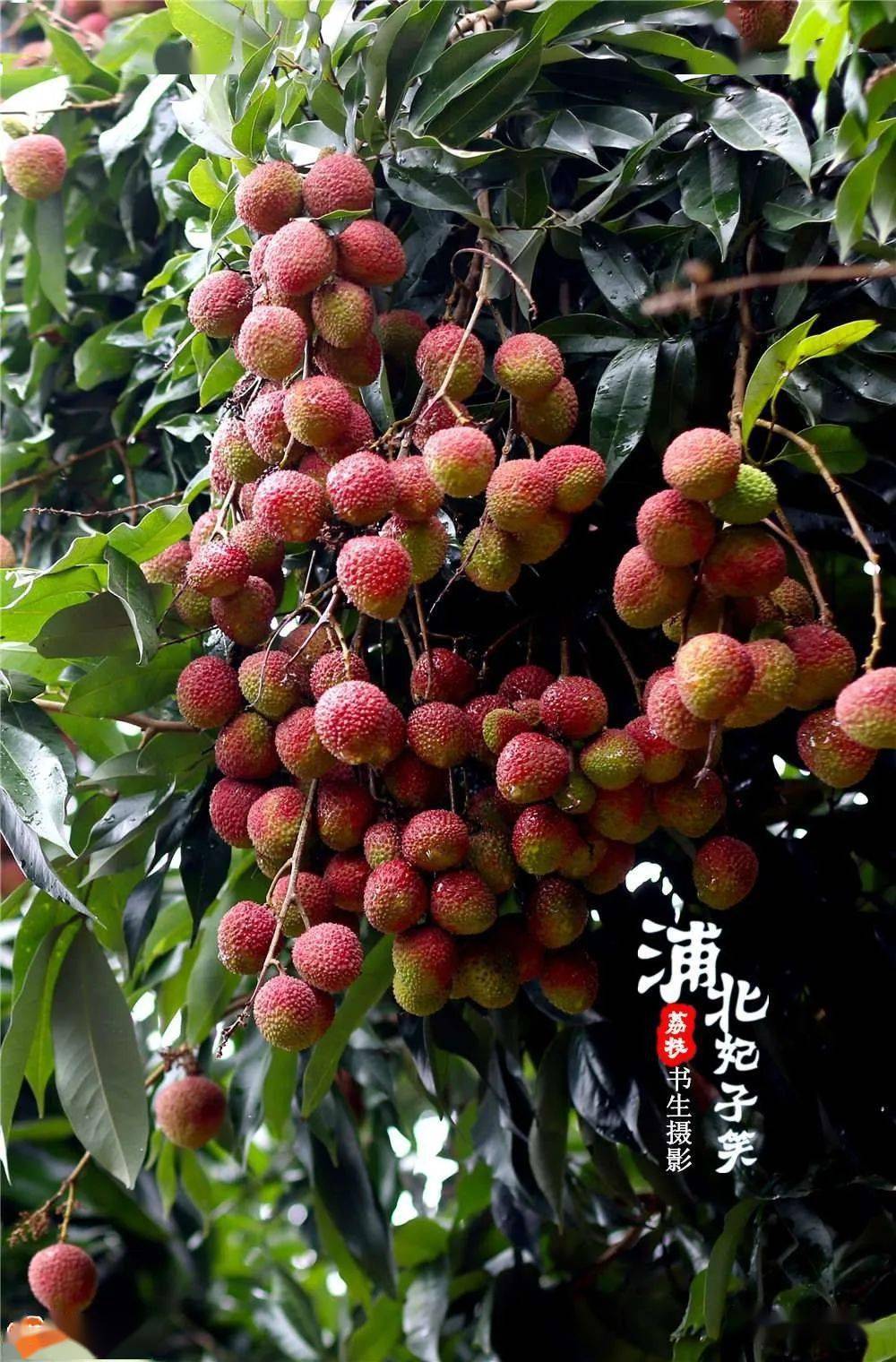 浦北妃子笑荔枝熟了尝鲜要趁早