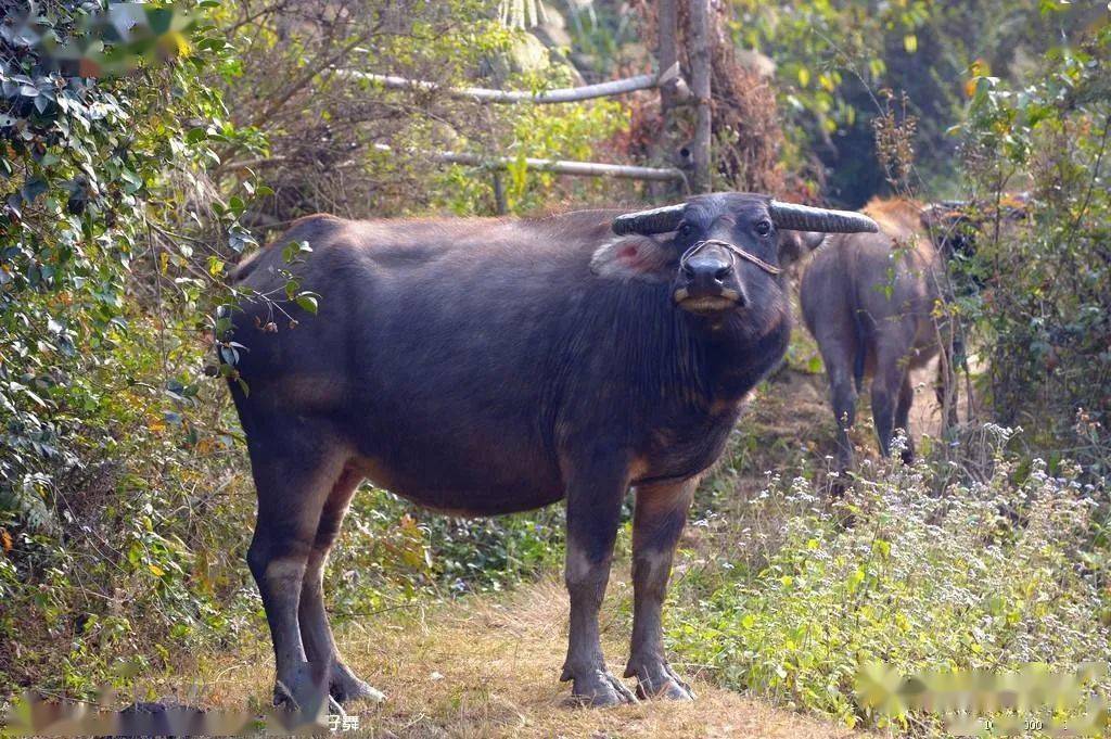 中国西部散文学会吕传彬儿时的牛趣