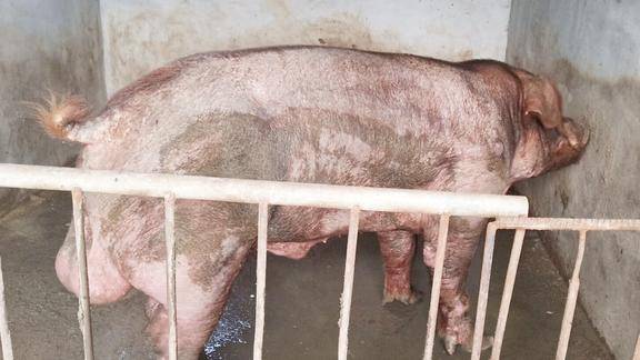 农村猪场600斤的大猪,住单间吃精料,每年带来利润200000元