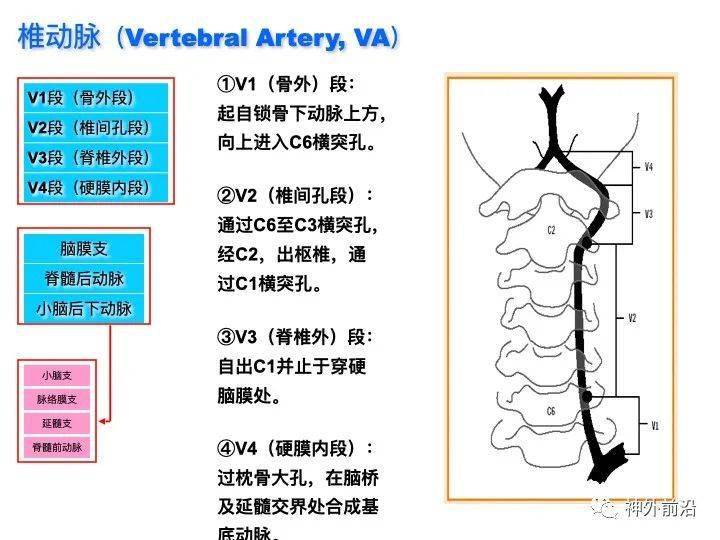 实用课件脑动脉分段与分支