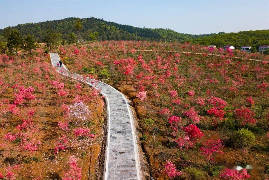 这里要建一个舒城最大的生态园,带你先看看
