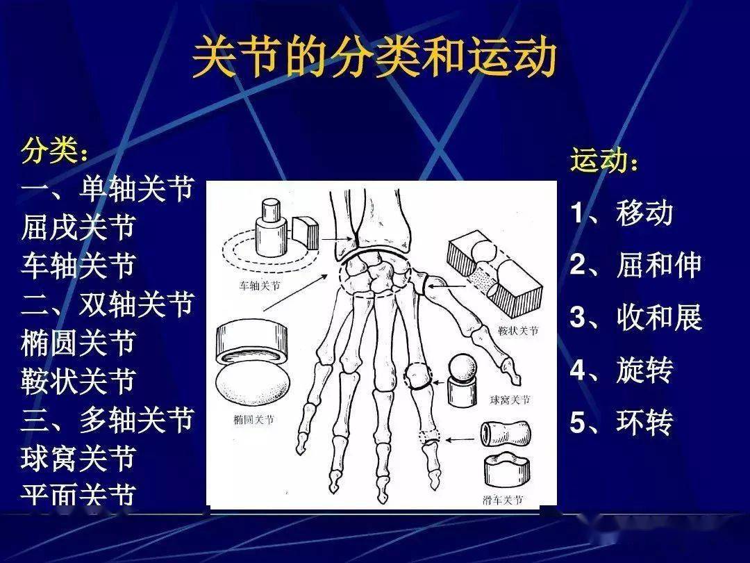人体关节应用解剖学