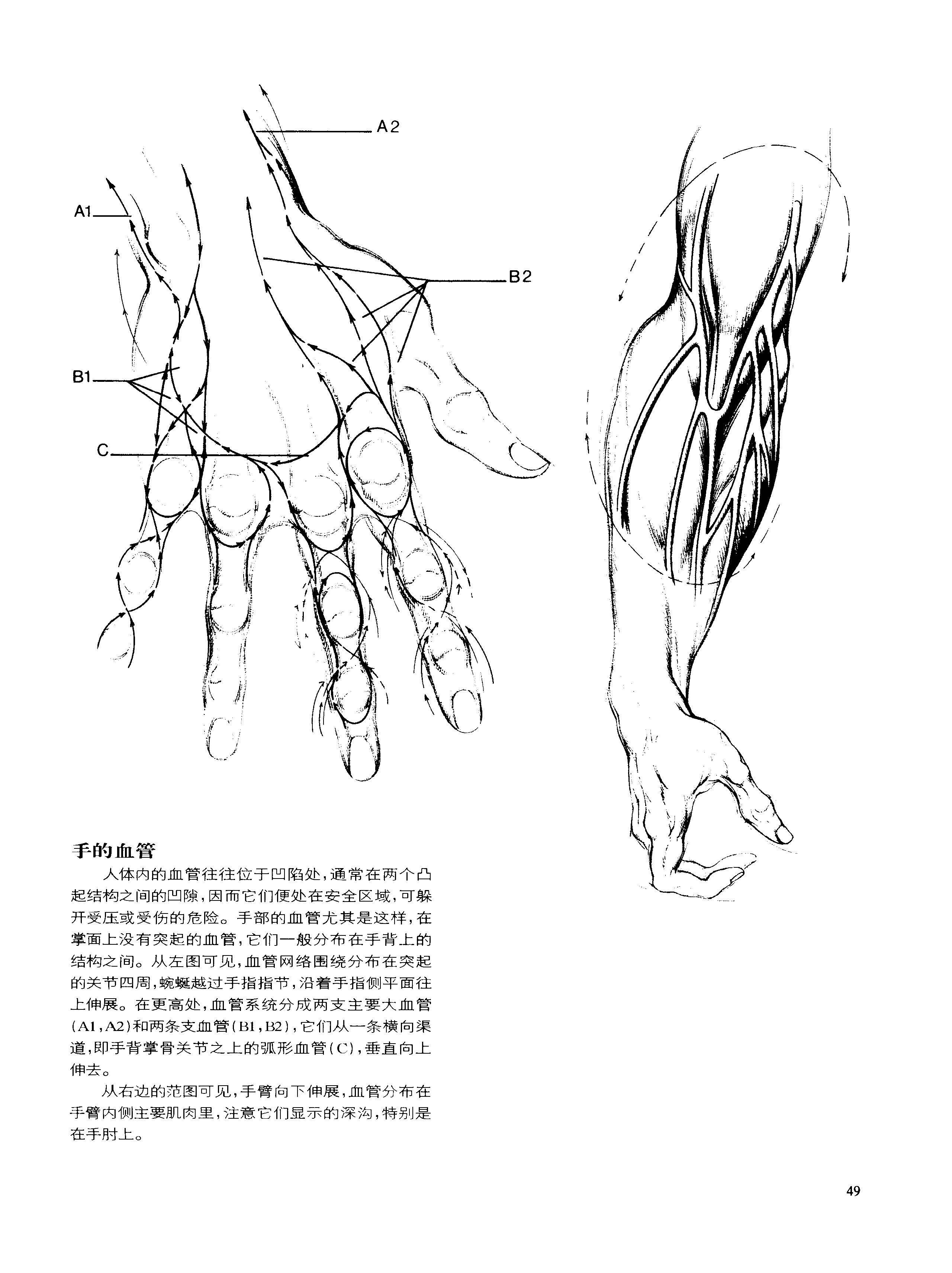 动态素描·手部结构 解剖与结构 伯恩霍加思-搜狐大视野-搜狐新闻
