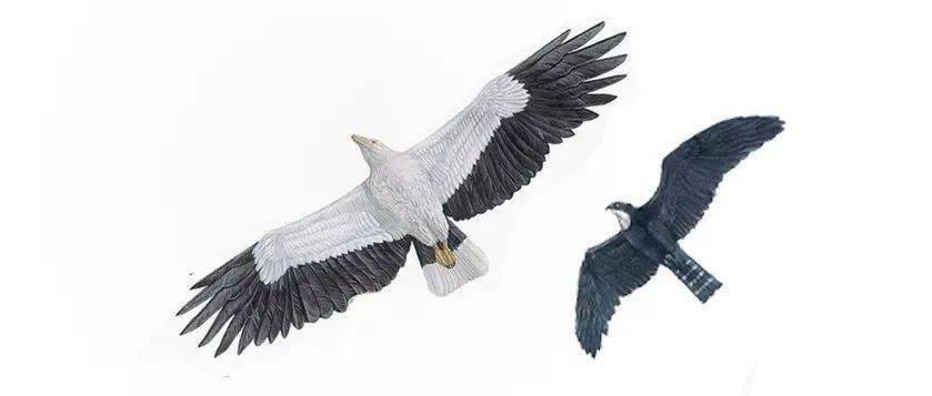 蓝鹰计划 | 蓝鹰结业,镞砺括羽