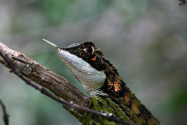 真实存在,但却找不到活标本的物种,有吗?鼻角龙蜥蜴算一个