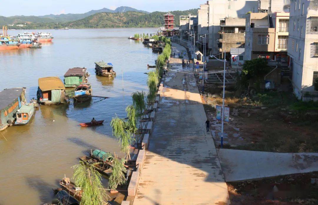 藤县蒙江洪水渐退社区干部群众自发组织清理河堤淤泥