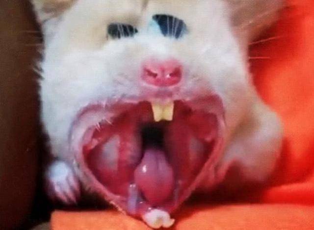 世界上最可怕的仓鼠图片