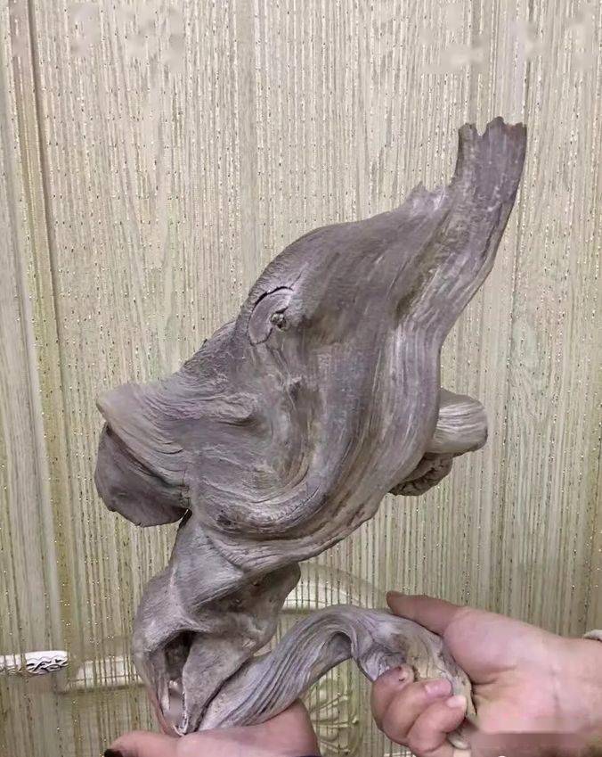 总价值几十个亿,这才是中国太行精品崖柏.