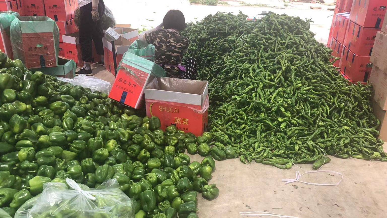 辣椒大王王福娟一天内组建临时车队保证蔬菜供应