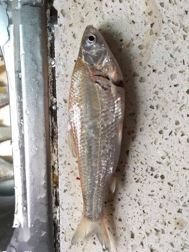 黄鲴子,钻鲴子(学名逆鱼),又腥又滑,抓手里都溜走了十多条,大的上两