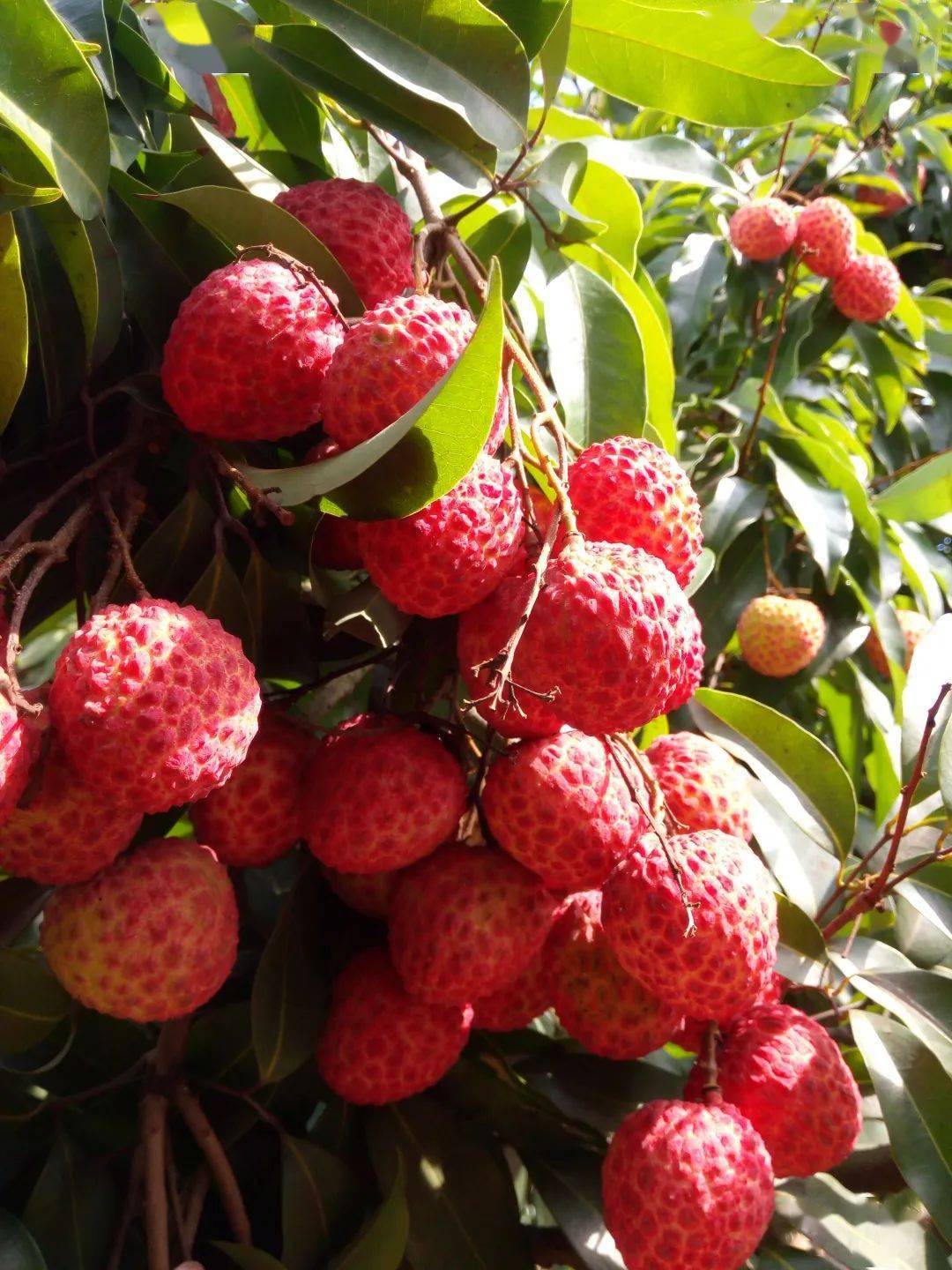 长在荔枝之乡,这点荔枝自由的任性还能没有么?-搜狐大视野-搜狐新闻