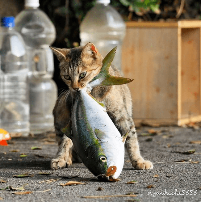 猫爱上鱼的伤感图片图片
