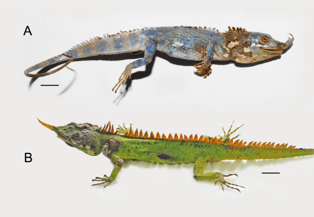 科学家在近130年后,确认再次发现了一种鼻尖长角的罕见蜥蜴!