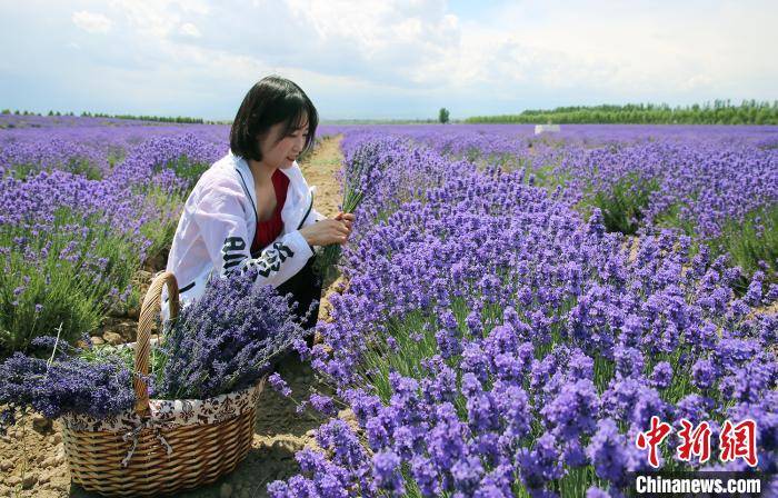 新疆察布查尔县逾万亩薰衣草浪漫绽放