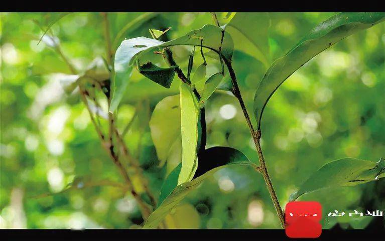 秘境寻踪丨伪装大师叶39,挑战你的视觉神经_海南