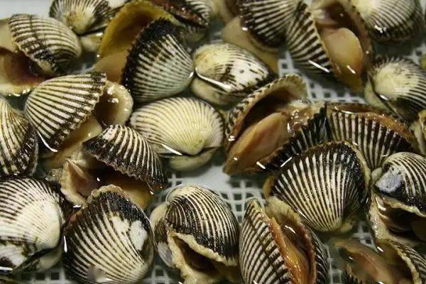 蛤蜊的品种竟然有这么多你都认识吗