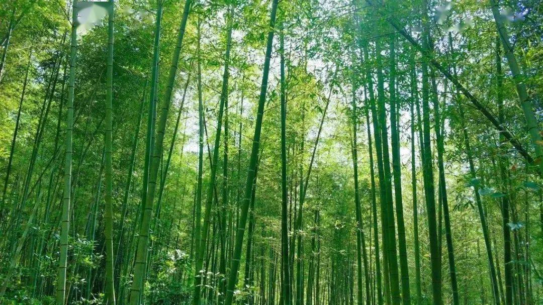 靈性充盈淡淡的小溪水,安靜的竹林裡,迴歸自然橘樹李樹滿山遍野,土屋