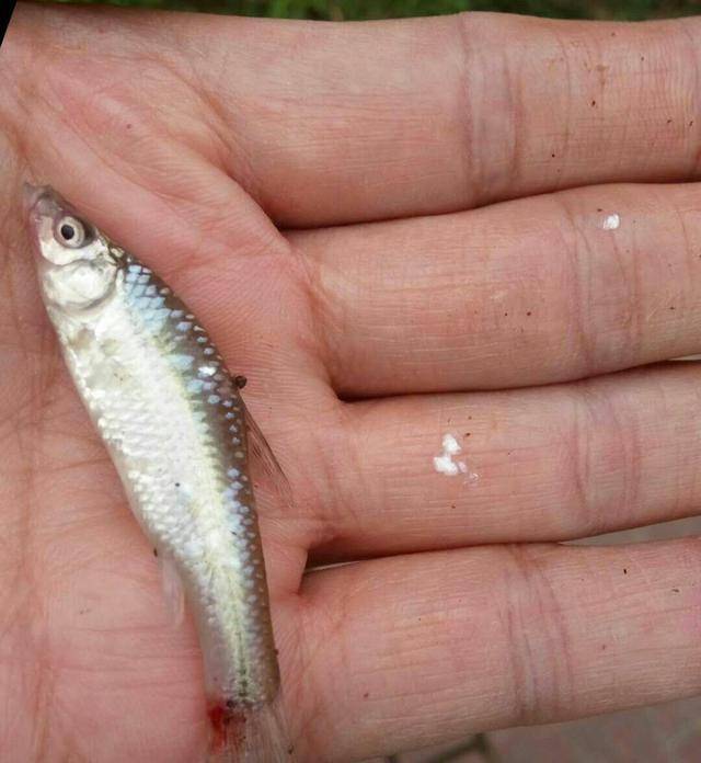 黄梅天气鱼难钓调整饵料小沟渠鲫连竿