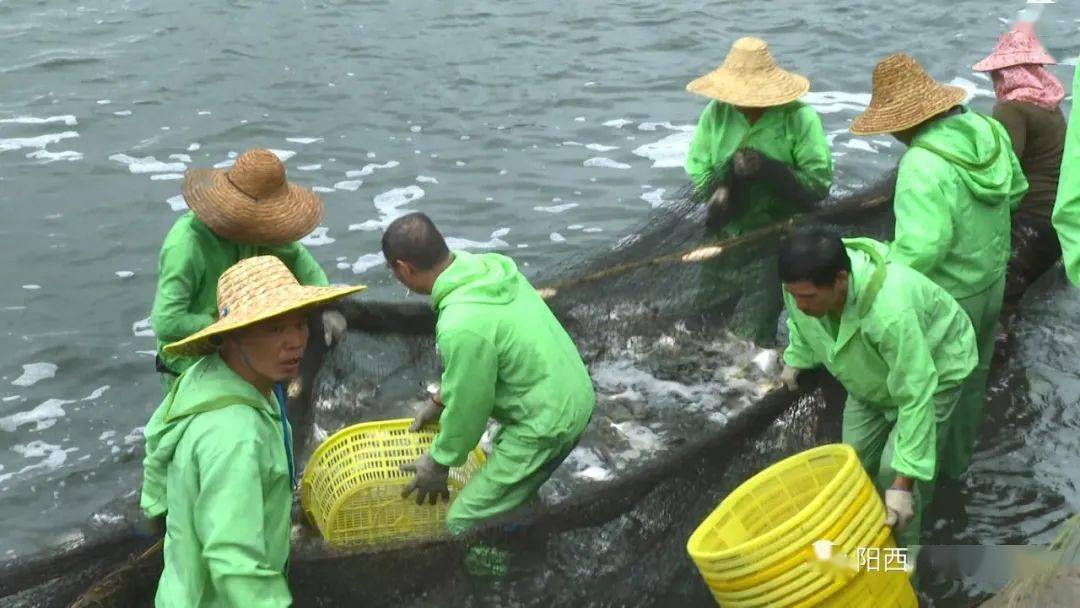 在位於織篢鎮雞乸01村的一處鹹淡水養殖基地裡,養殖戶正組織人員用