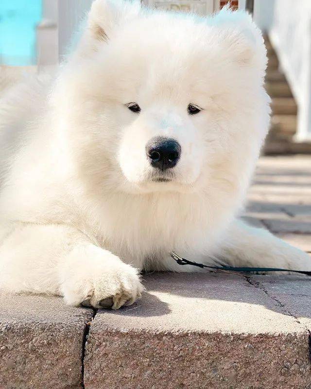 不过,不知道大家发现没有,虽说mochi是豆豆眼,但却