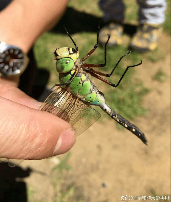 北京话管这些虫子都叫什么?