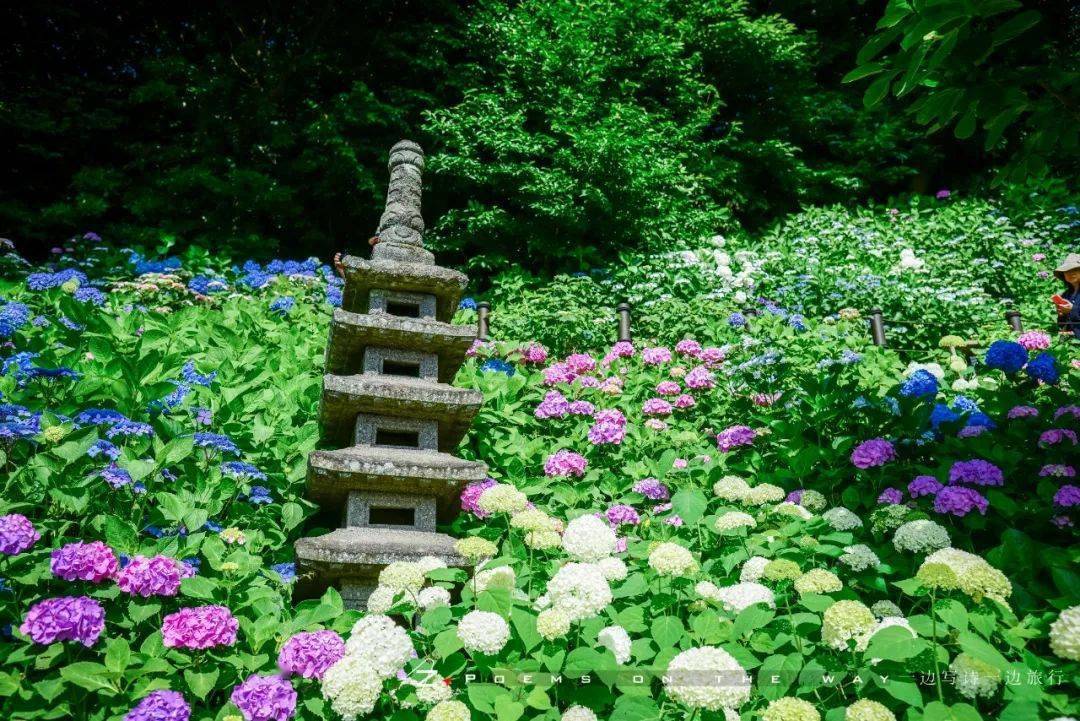 日本绣球花寺庙图片图片