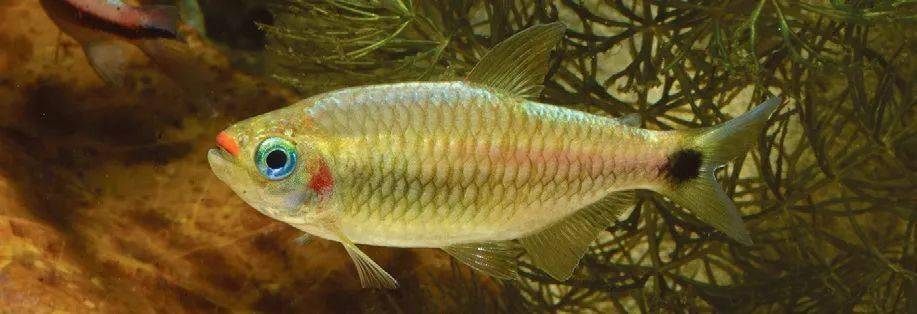 [水族生物] 从原产地来的鱼一定是野生的吗?_鱼种