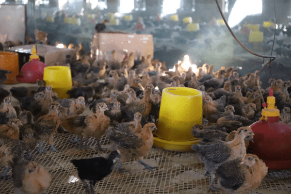 新疆博湖:合作社免费发放鸡苗 助力贫困户增收致富