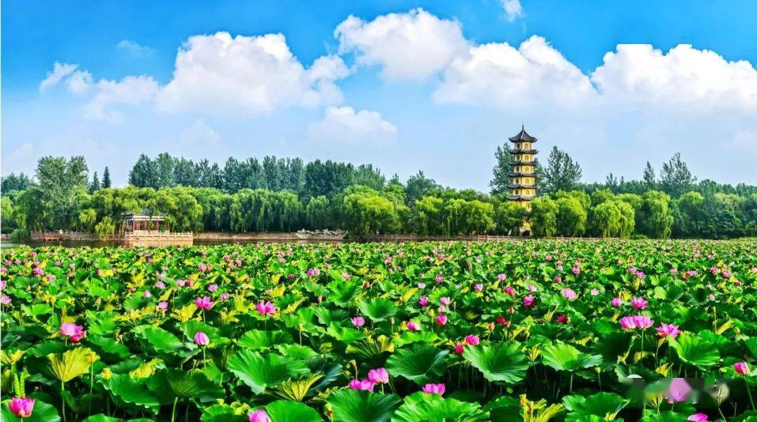 印象莒南六月荷花香满湖红衣绿扇映红都打卡莒南赏荷池荷你一起过夏日