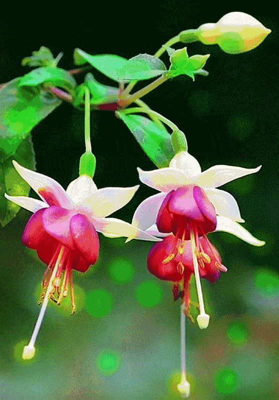 557_800竖版 竖屏gif 动态图 动图