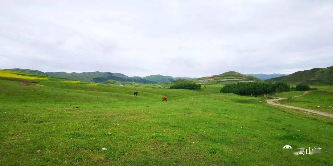 随拍分享高山猫随拍礼县草坪崖上簿子坝