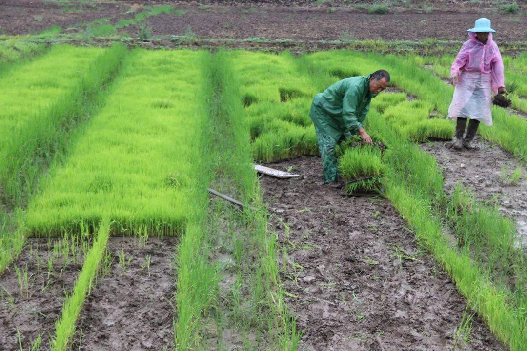 任村镇:结构调整推进忙,产业扶贫见真招_水稻