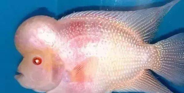 典型的白化鱼,不知道大家还会不会喜欢