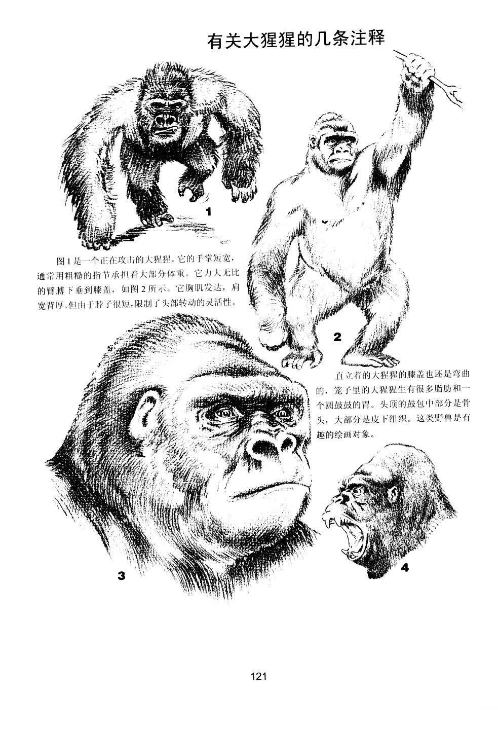 世界绘画经典教程：动物素描-搜狐大视野-搜狐新闻