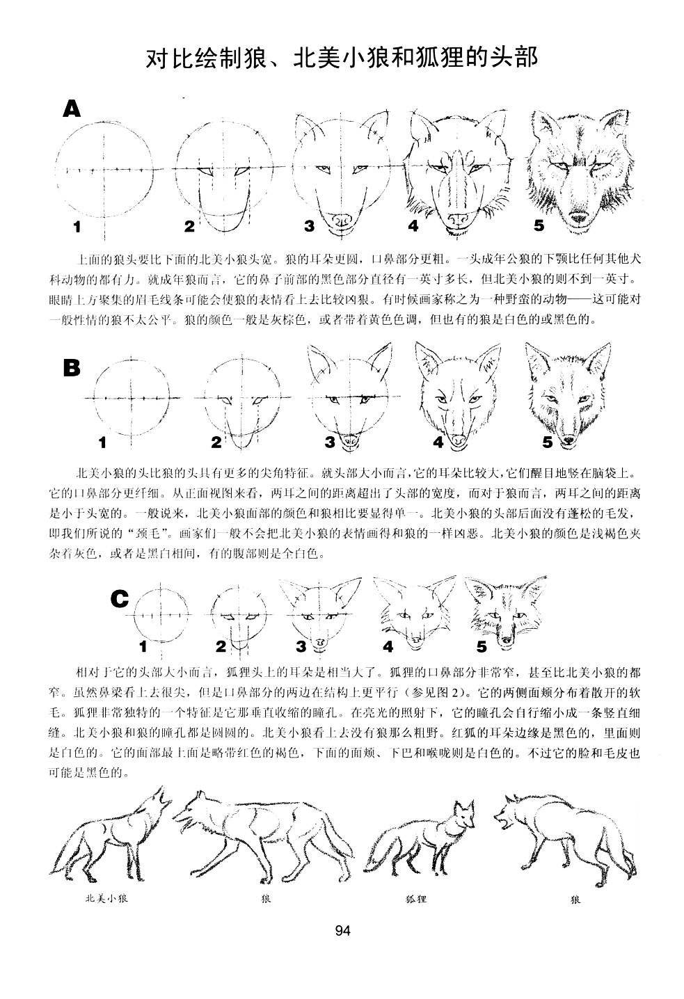 世界绘画经典教程：动物素描-搜狐大视野-搜狐新闻