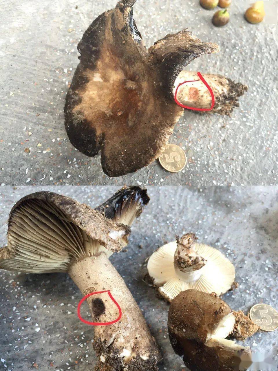 我国主要引起中毒的毒菌