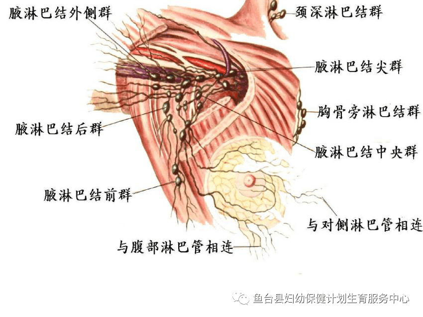 女性肩膀连着腋窝酸痛图片