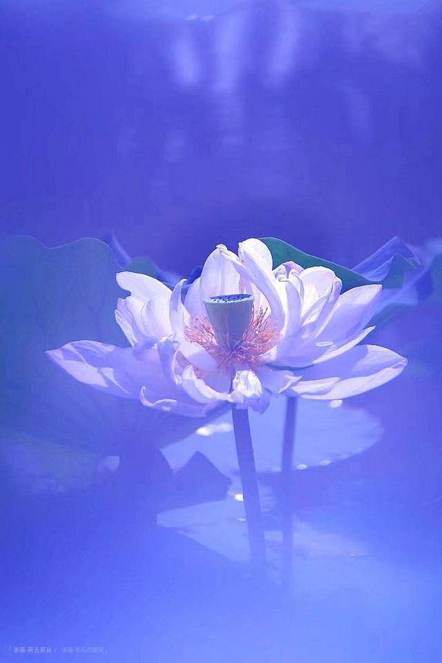 矿泉水瓶做摄影道具与荷花的梦幻交流