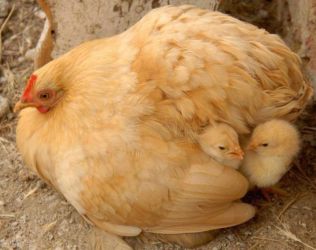 地方品种母鸡为什么抱窝?如何催醒?