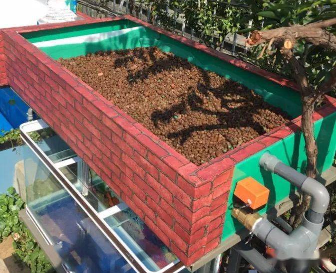 技巧鱼缸上面装个它养鱼不换水种菜不施肥懒人最适合