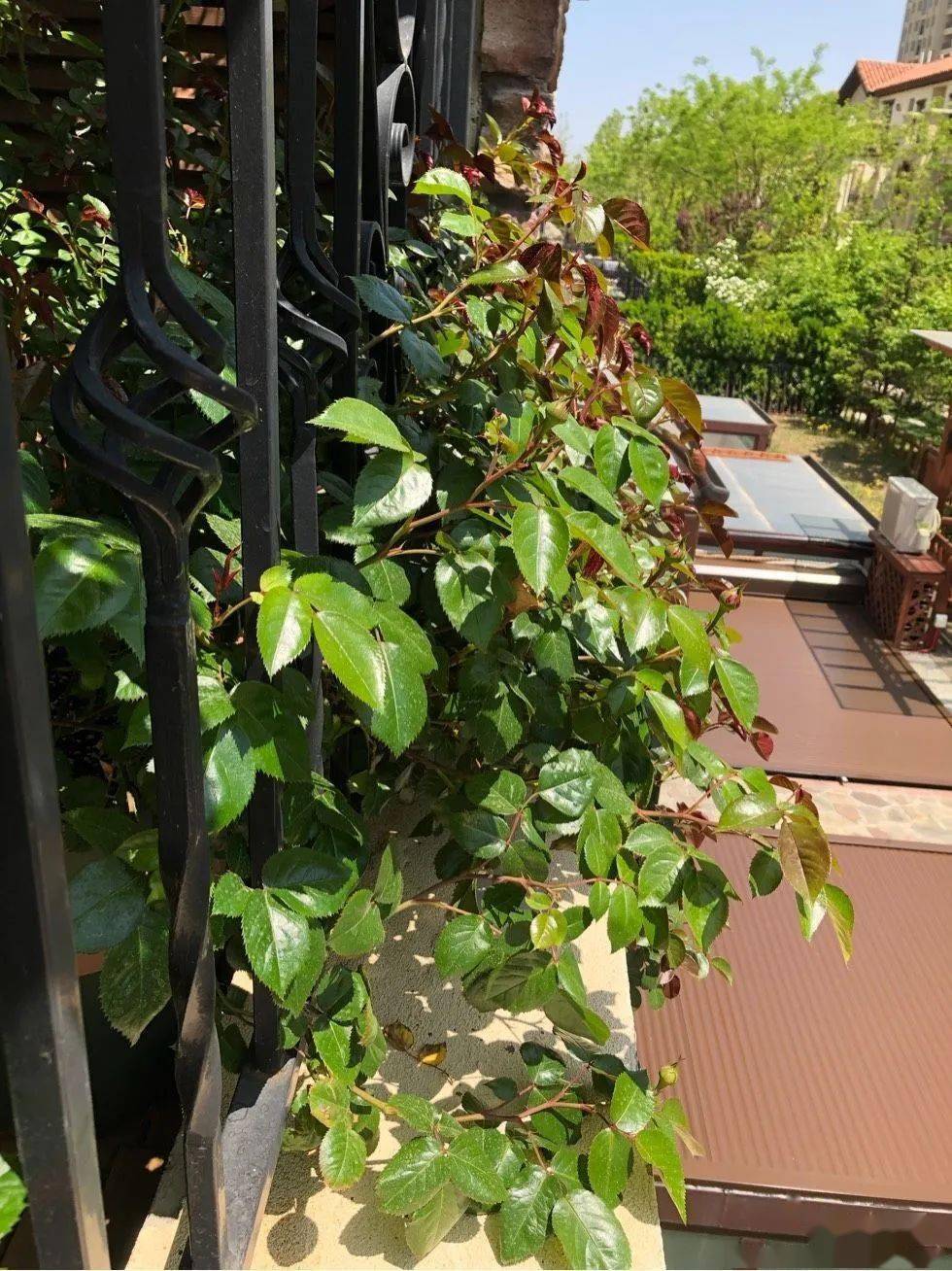 适合阳台花园的藤本月季佛罗伦蒂娜