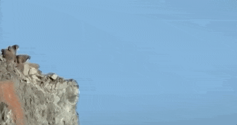 野生动物越来越危险了